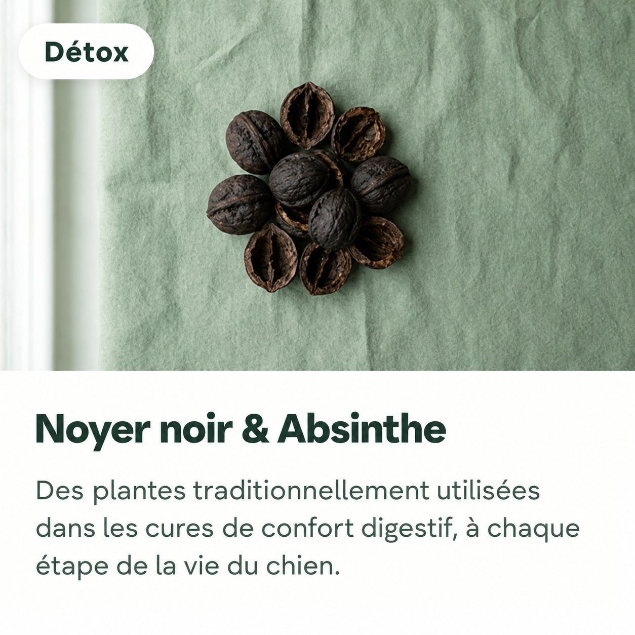 Noyer noir et Absinthe