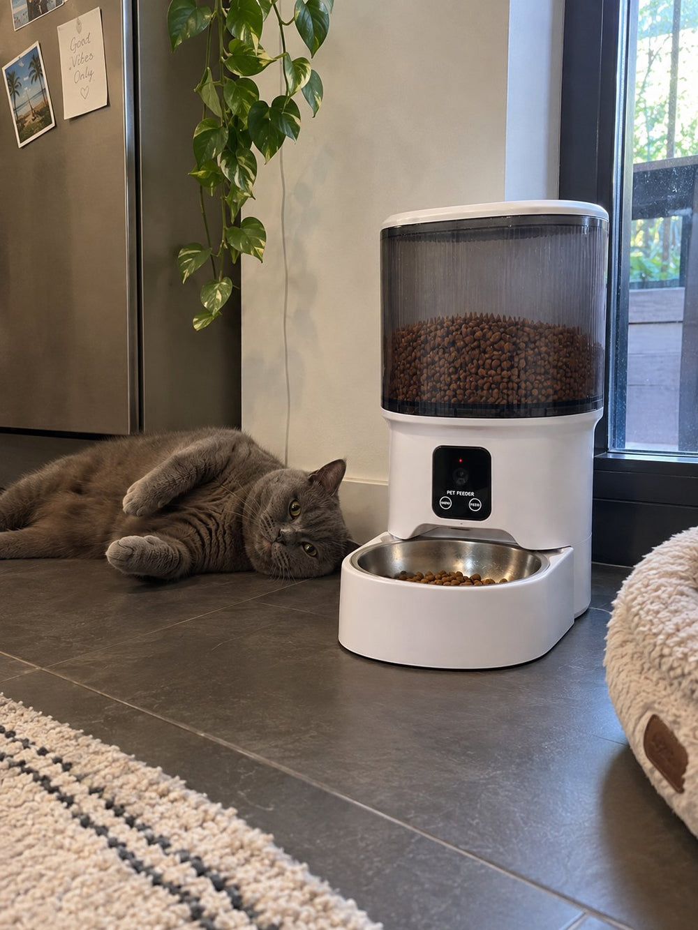 Chat à côté du distributeur de croquettes Sensatine blanc transparent